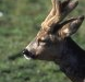 L'Association Communale de Chasse Agréée