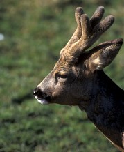 L'Association Communale de Chasse Agréée