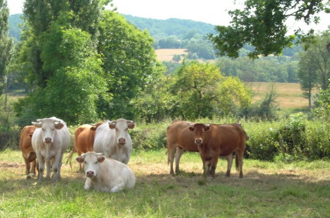 Artisanat, commerces et entreprises